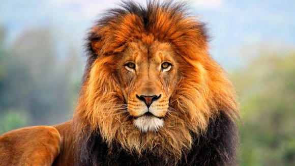 A majestic male African lion