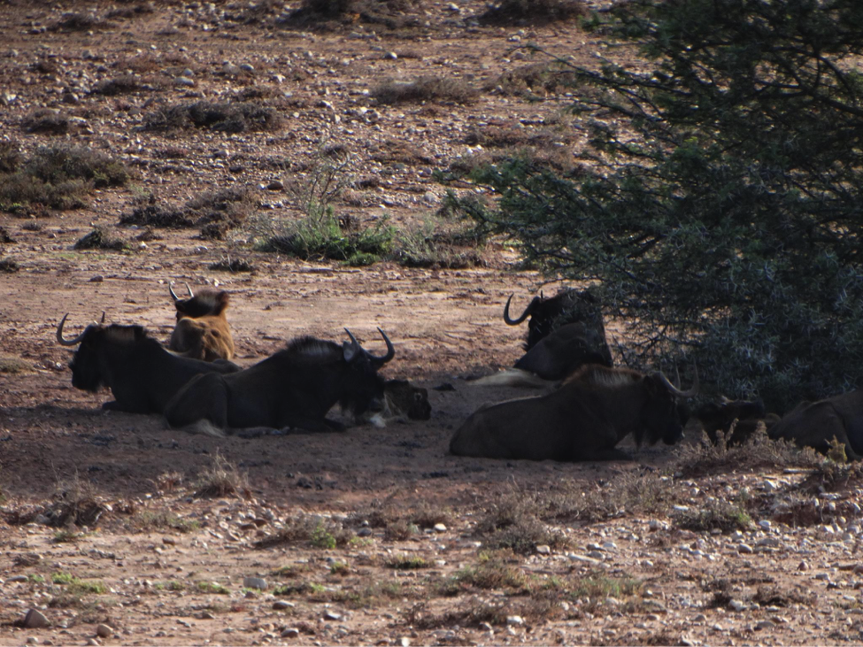A herd of Wildebeests relaxing 