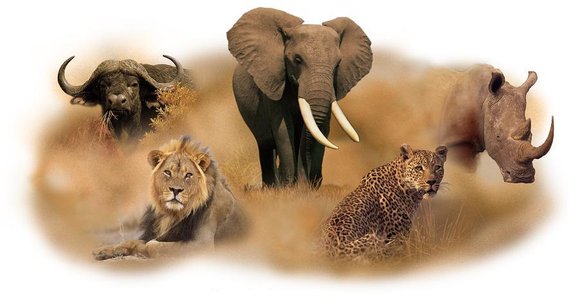 What Exactly Are the Big Five Animals? And Where Can I Spot Them? [Updated]  
