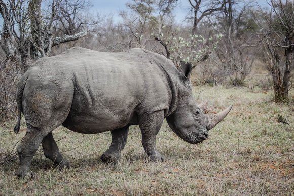 Saving endangered rhinos from going extinct