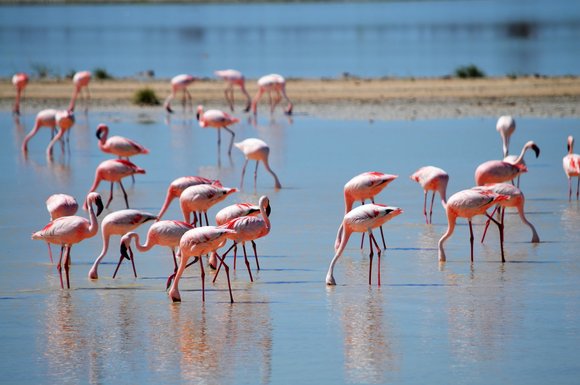 Pink flamingos at Lake Nakuru National Park