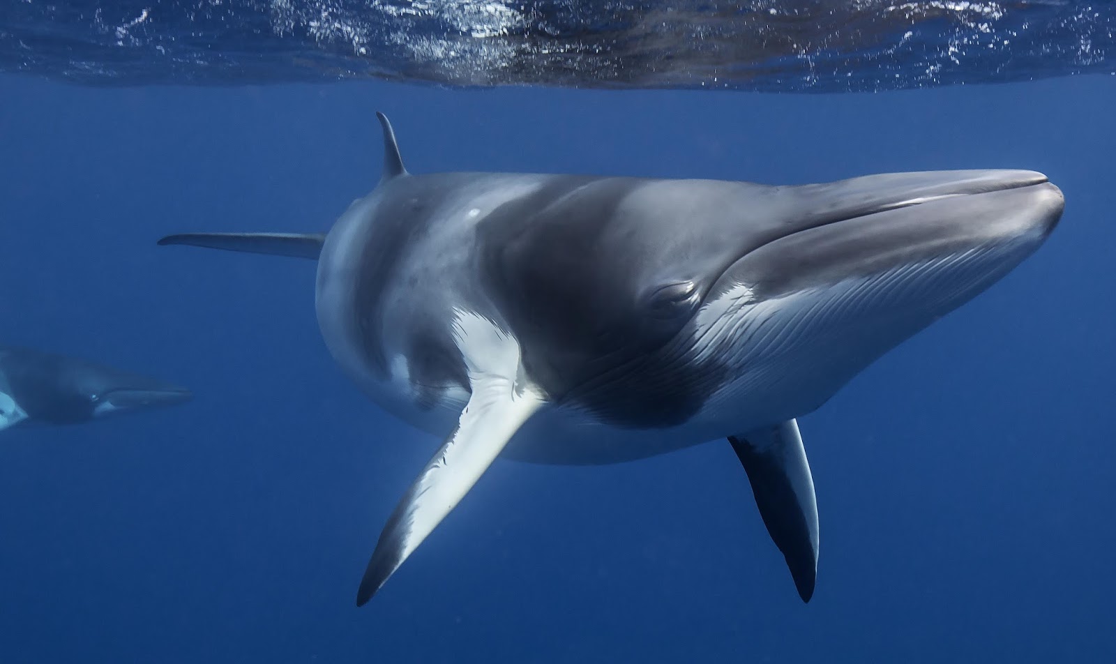 The Dwarf Minke Whales are thought to be the source of the mysterious sound of Mariana Trench