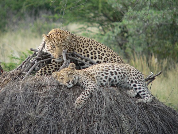 Leopards give birth to two to three cubs