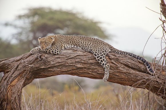 leopards are expert climbers