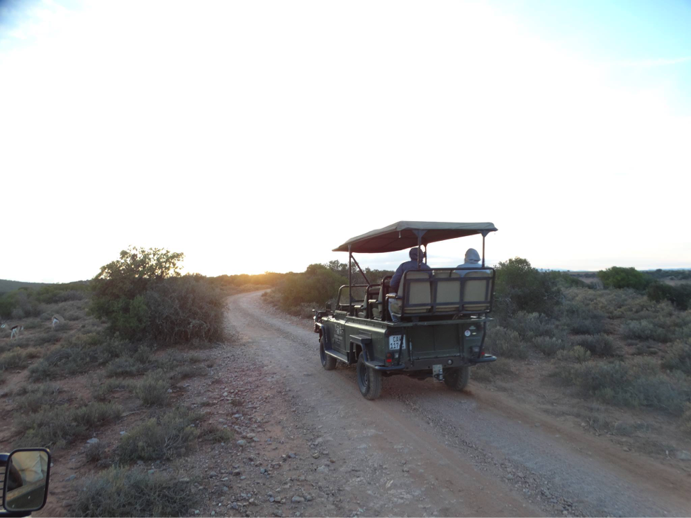 Driving safaris